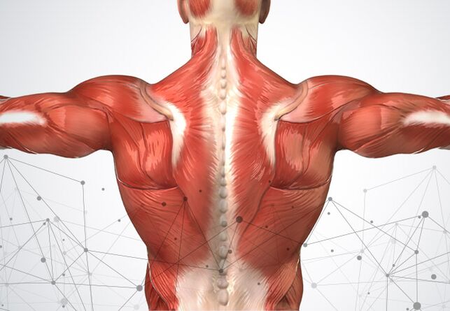 мускулни болки по протежение на гръбначния стълб
